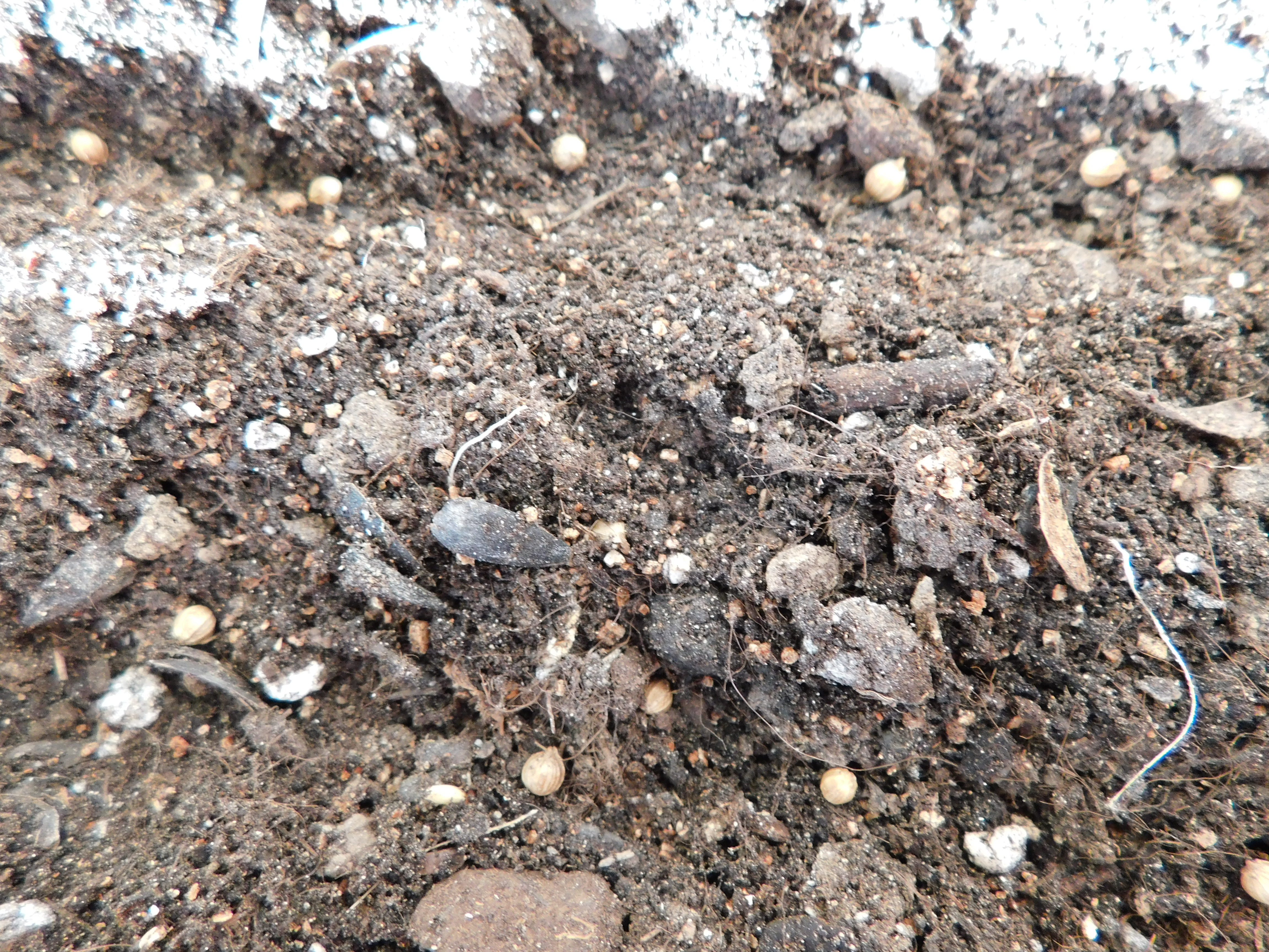 посев кориандра в почву