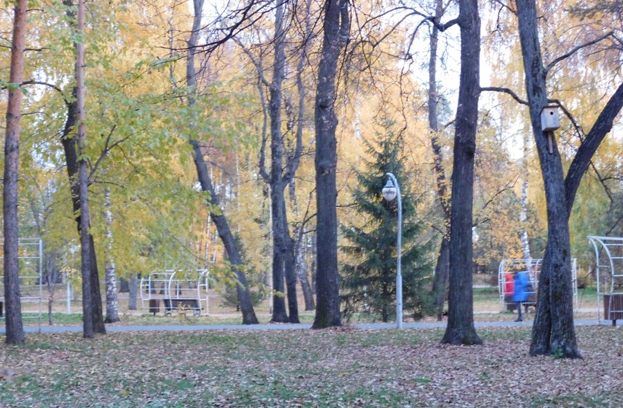 Осень в парке Сосновая роща (Казань)