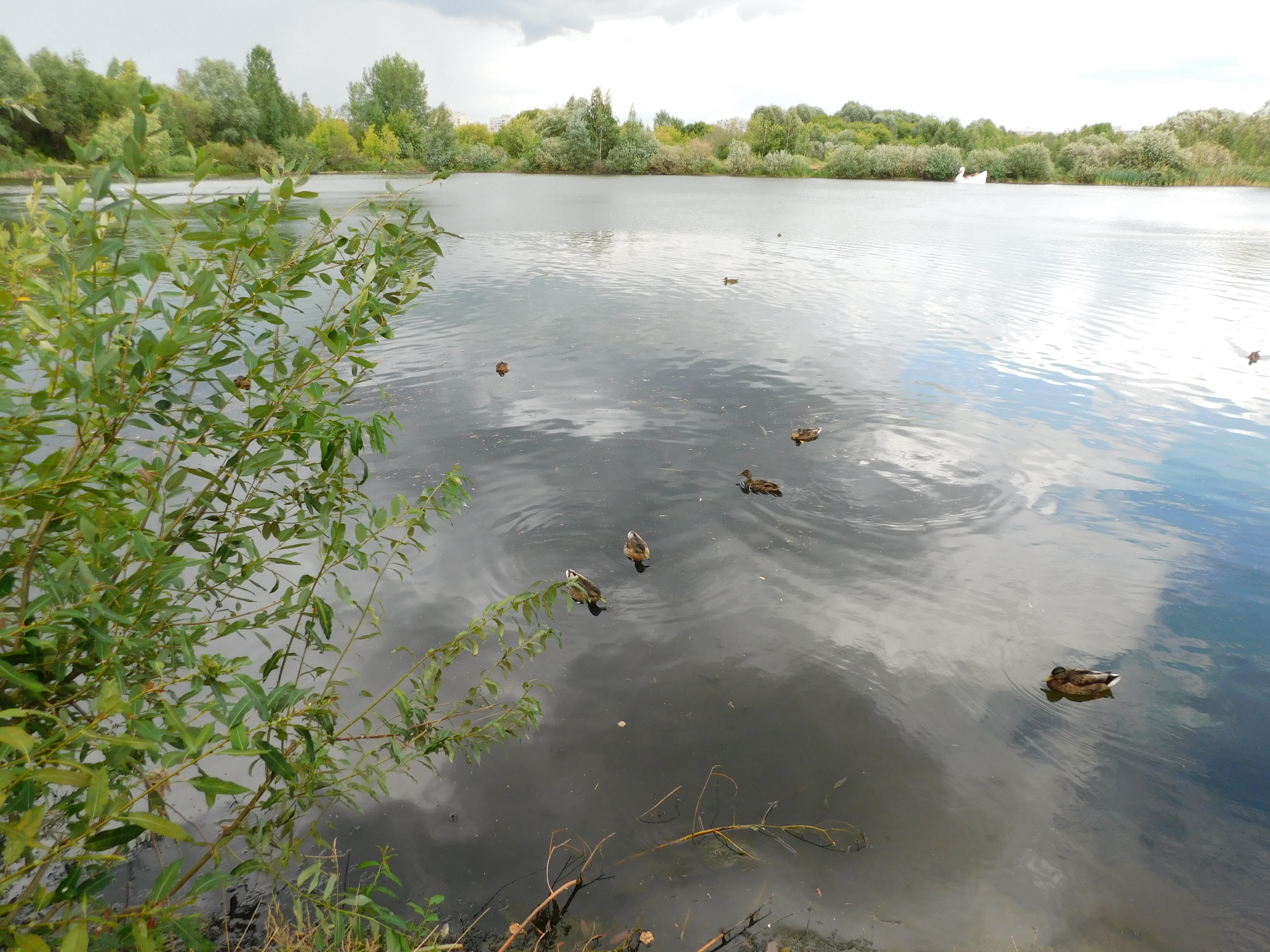 Утки на озере в парке Победы
