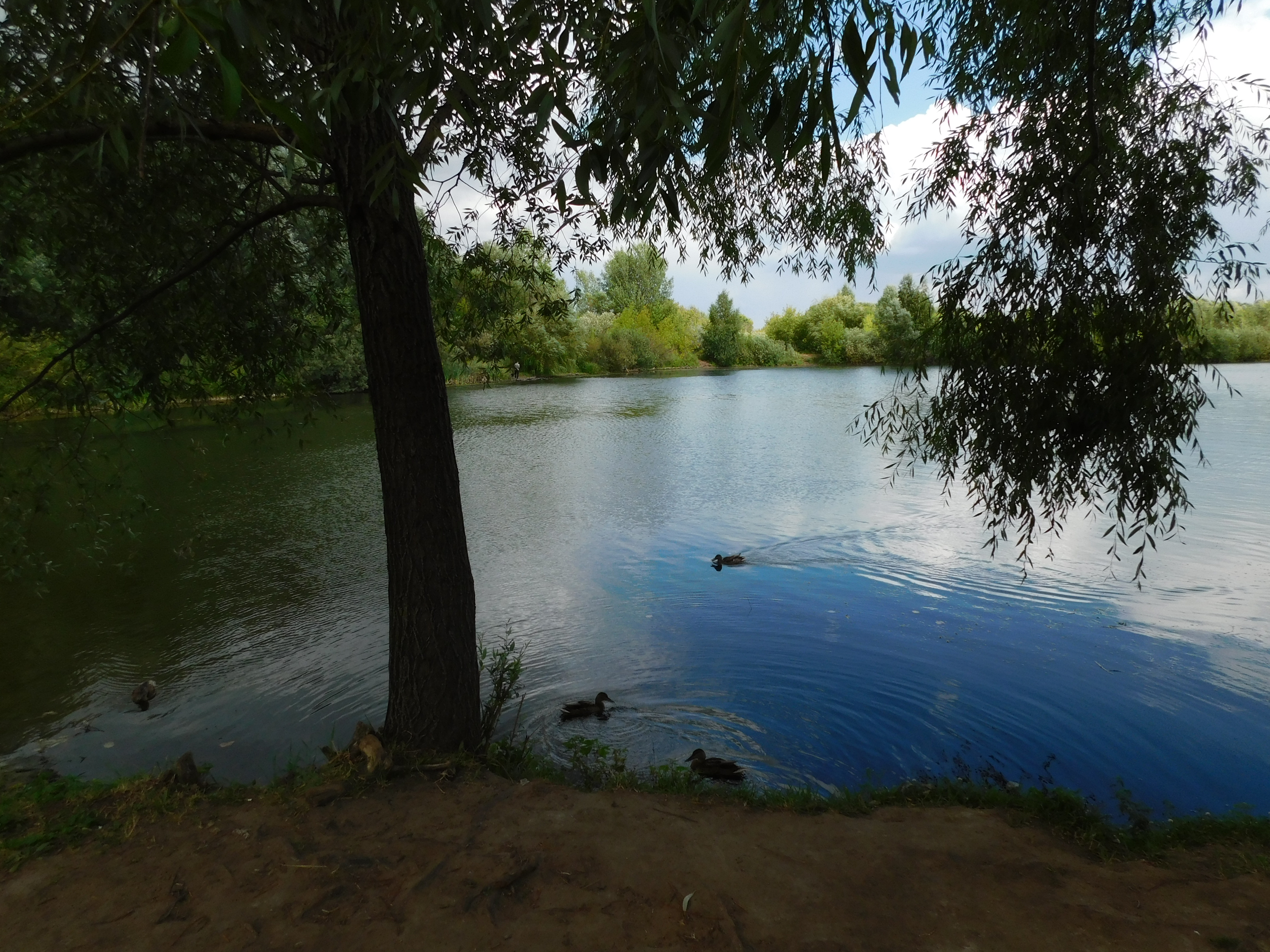 У озера в парке Победы